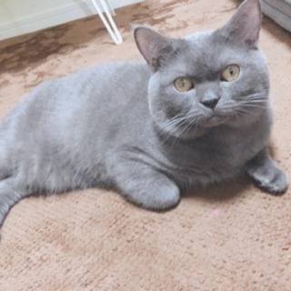 オスのブリティッシュショートヘア、ぶりちゃん