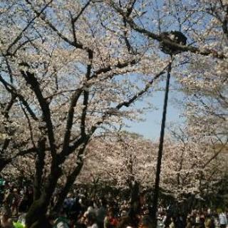 "【初参加大歓迎】3/31（日）今年もお花見しませんか(*^▽^...