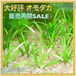 2株 オモダカの画像