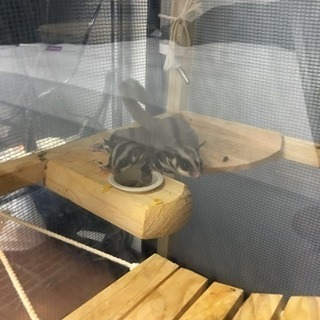 モモンガ ペア