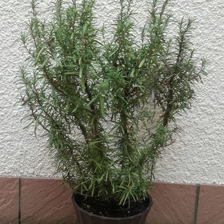ハーブ苗＊ローズマリー裸苗（1株～10株以上あり）の画像