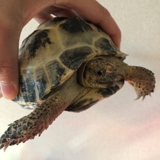 ヨツユビリクガメ