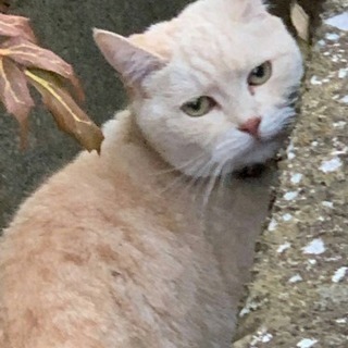 捨て猫です飼い主が見つかりませんでした。