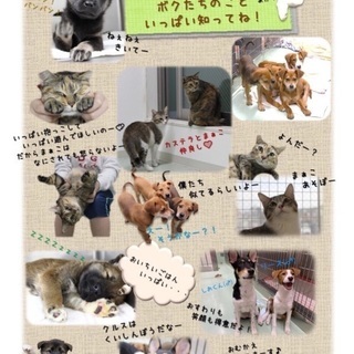 生後2カ月〜半年の子犬達♂♀10匹🐶家族を待っています🍀会いに来...