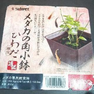 【新品】スドー メダカの角小鉢 ひわだの画像