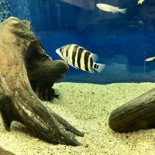 ダトニオ 5〜6cm
