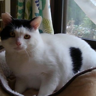 仲良し2匹で里子に出ました♪人気者（エイズ＋）推定2才
