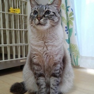 仲良し二匹で里子にでました！温厚な青目2歳