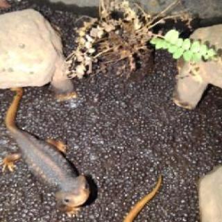ベルコーサスイボイモリ