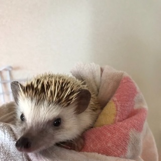 ヨツユビハリネズミ