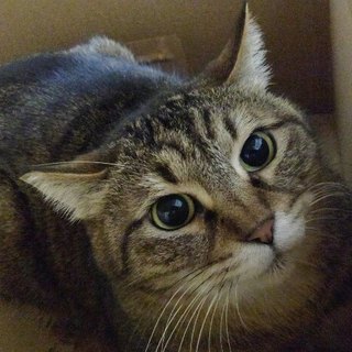 キジトラ、錆び柄親娘で里子にでました３才と２才！