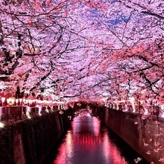 3/26(火) 19:30〜 女子限定💕目黒川🌸夜桜🌠見よう❣️