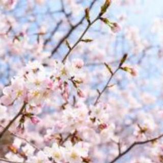 花見
