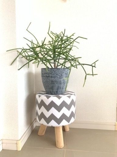 【商談中】観葉植物★ミルクブッシュ