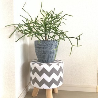 【商談中】観葉植物★ミルクブッシュ