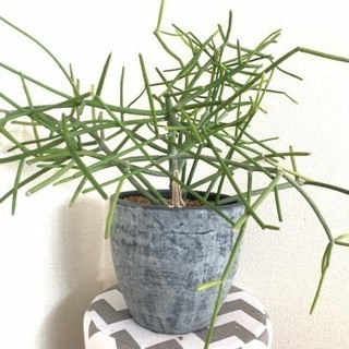 【商談中】観葉植物★ミルクブッシュの画像
