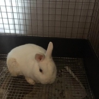商談中～3歳位  白うさぎ