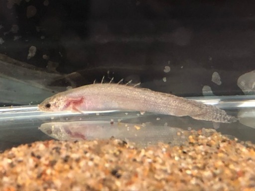 ポリプテルス デルヘッジ プラチナ