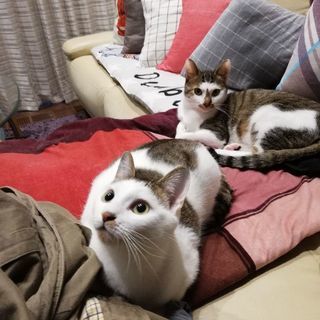 手間が掛からないとてもお利口さんの親子猫の画像