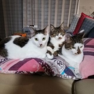 手間が掛からないとてもお利口さんの親子猫 - 仲多度郡