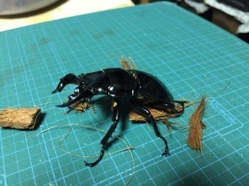 タランドゥスオオツヤクワガタ ペア
