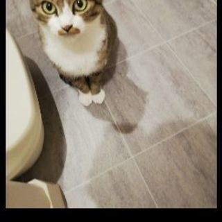 手間が掛からないとてもお利口さんの親子猫 - 猫