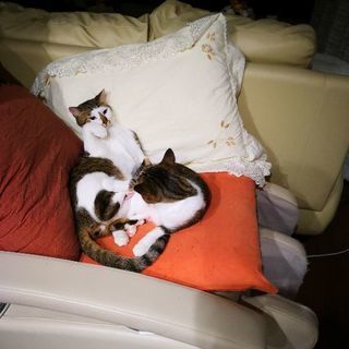 手間が掛からないとてもお利口さんの親子猫 − 香川県