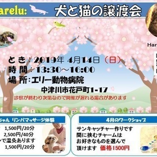 いぬ・ネコ譲渡会