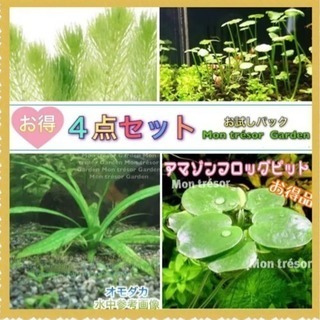 販売名      4種（１パック）初めての水草