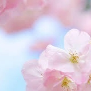 花見会