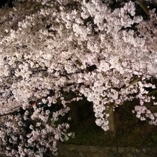 30日土曜日14:00～ お花見＠高崎公園🌸中国語会話サロン 