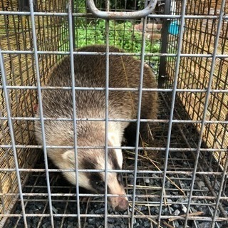 狩猟やジビエに興味のある方 − 鳥取県