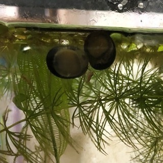 石巻貝 ⭐️水槽内で増えない⭐️ アクアリウムのコケ取りに  金...