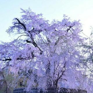 今週末、花見します。