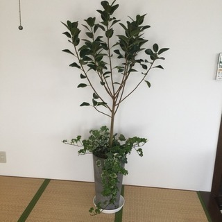 大型観葉植物 ゴムの木
