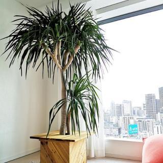 【4月7日まで】観葉植物ドラセナパラオ テーブルもセット✨