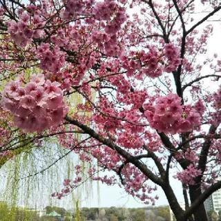 不妊治療で悩んでいる近くの友達募集中【船橋市近辺】