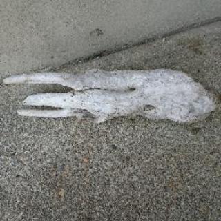 流木の画像