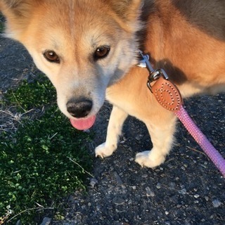モフちゃんの里親様募集中！