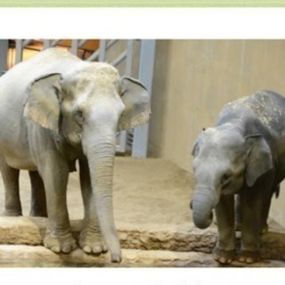 人気！！短期円山動物園のコンシェルジュの画像