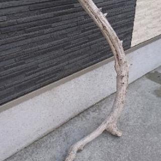 流木  3