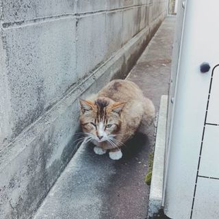 片目がない、二匹の猫助けて下さい。