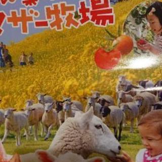 マザー牧場 割引券