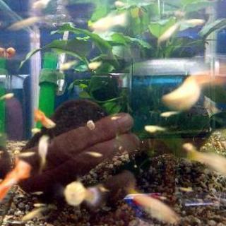 【取引中】国産グッピーリボン 稚魚10匹セット