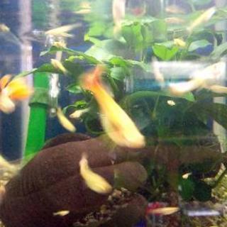 【取引中】国産グッピーリボン 稚魚10匹セットの画像