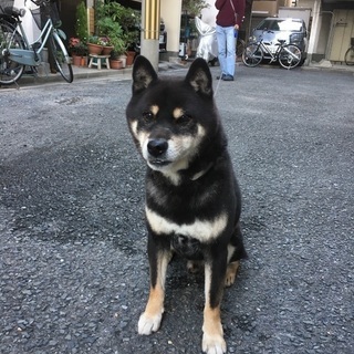 黒の豆柴犬☆男の子です。里親様を募集します。