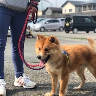 家族として迎えてください。命の危機てす。