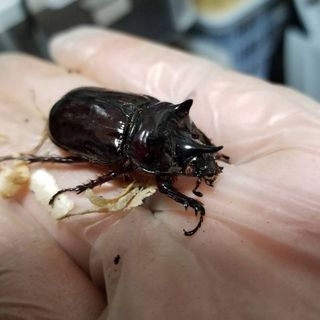 スリナムミツノカブトムシ幼虫5匹