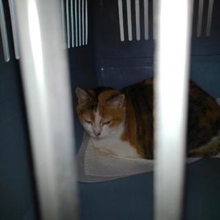 里親さんになって下さい！緊急事態です！