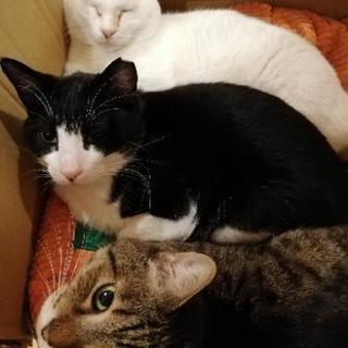 三匹の猫オス(去勢手術済み)